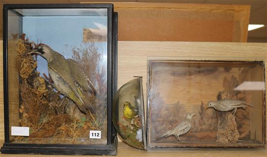 A taxidermic woodpecker and finch and rock pipit